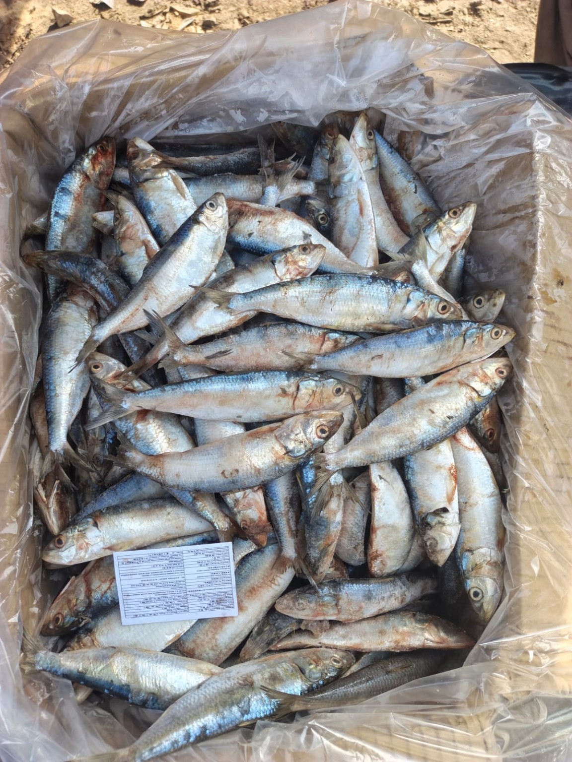 Sardine A Grade