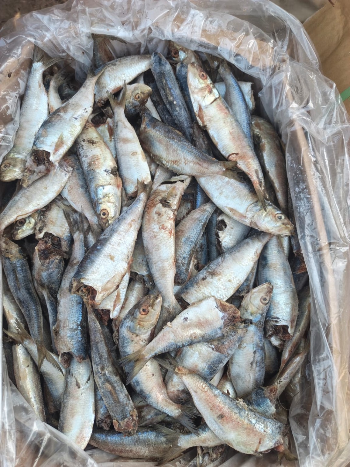 Frozen Seafood