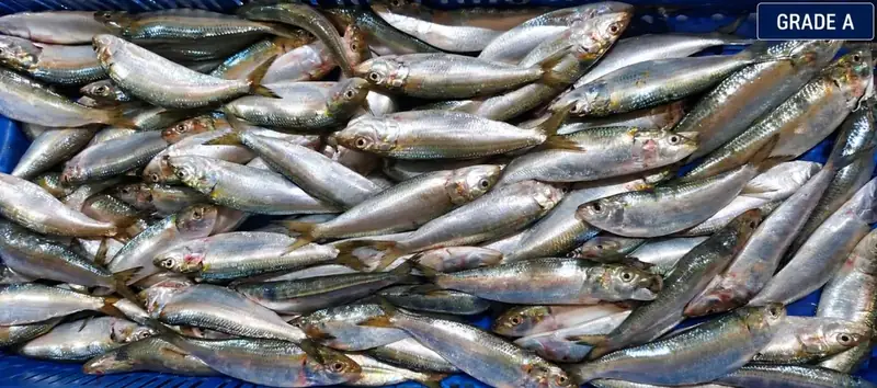 Sardine Fish Grade A