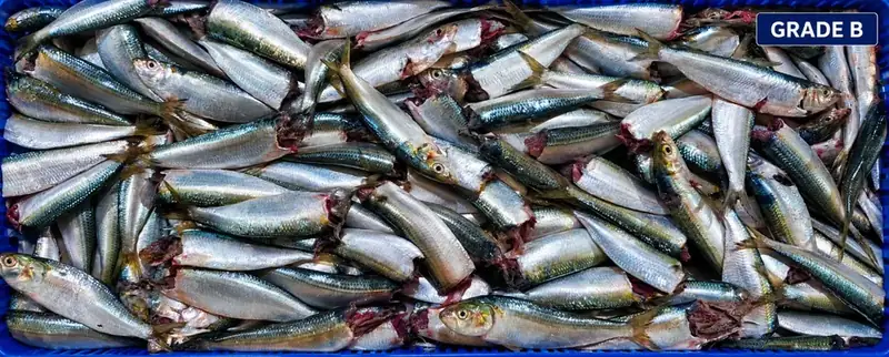 Sardine Fish Grade B